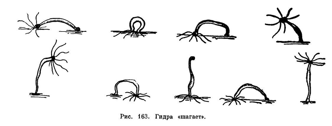 Кракен бошки